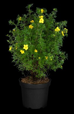 Potentilla fruticosa 'Goldfinger' C1,7 15-20