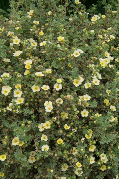 Potentilla fruticosa 'Limelight' C1,5 15-20