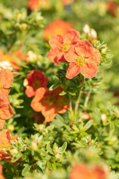 Potentilla fruticosa 'Red Ace' C1,5 15-20