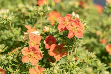 Potentilla fruticosa 'Red Ace' C1,5 15-20