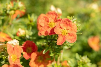Potentilla fruticosa 'Red Ace' C1,5 15-20