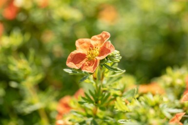 Potentilla fruticosa 'Red Ace' C1,5 15-20