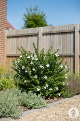 Prostanthera cuneata buske 20-25 cm