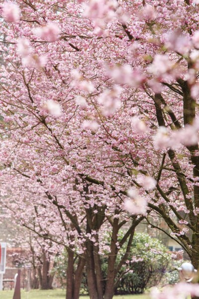 Prunus 'Accolade' C12 125-150