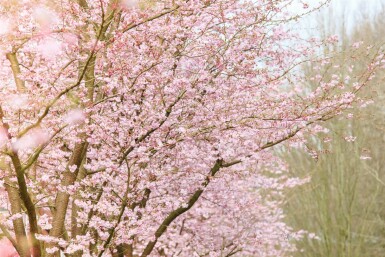 Prunus 'Accolade' C12 125-150