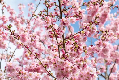 Prunus 'Accolade' C12 125-150