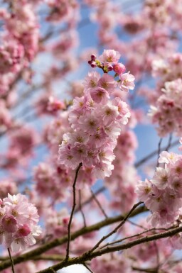 Prunus 'Accolade' C12 125-150