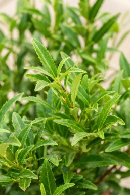 Prunus laurocerasus 'Sofia' C3 25-30