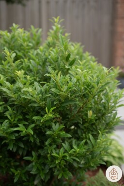 Prunus laurocerasus 'Sofia' buske 25-30 cm