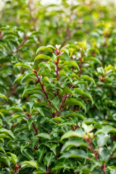 Prunus lusitanica 'Brenelia' C3 30-40