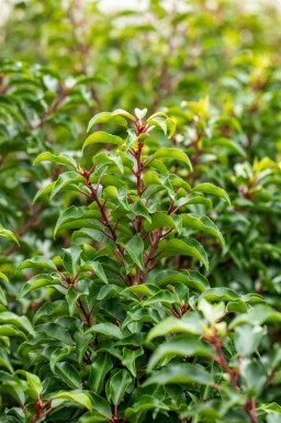 Prunus lusitanica 'Brenelia' C3 30-40