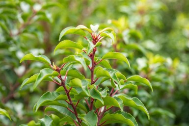 Prunus lusitanica 'Brenelia' C3 30-40