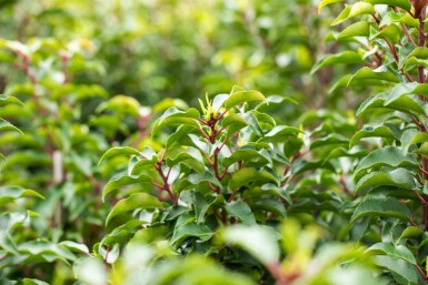 Prunus lusitanica 'Brenelia' C3 30-40