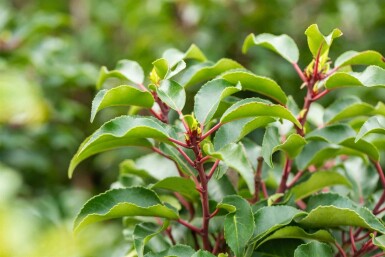 Prunus lusitanica 'Brenelia' C3 30-40