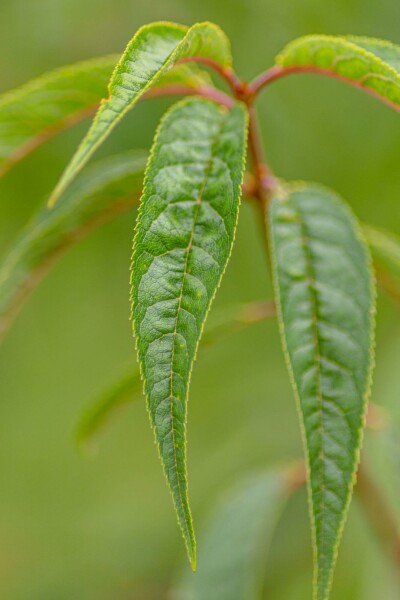 Prunus serrula C4 60-80