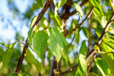Prunus serrula C4 60-80
