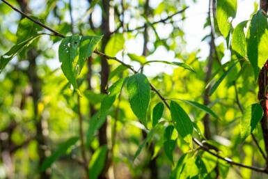 Prunus serrula C4 60-80
