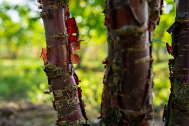 Prunus serrula C4 60-80