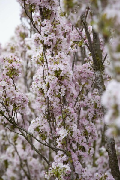 Prunus serrulata 'Amanogawa' C7,5 150-175