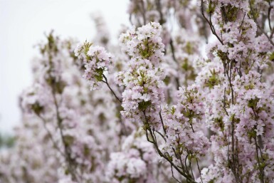 Prunus serrulata 'Amanogawa' C7,5 150-175