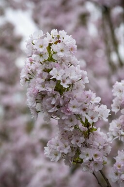 Prunus serrulata 'Amanogawa' C7,5 150-175