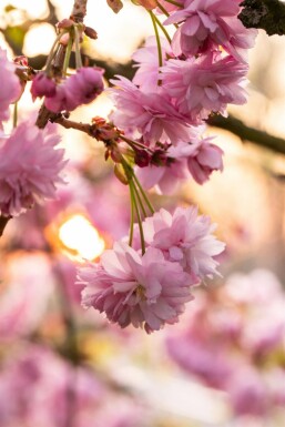 Japanskt prydnadskörsbär Prunus serrulata 'Kanzan' buske Prunus serrulata 'Kanzan' buske