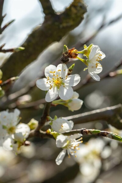 Prunus spinosa C3 80-100