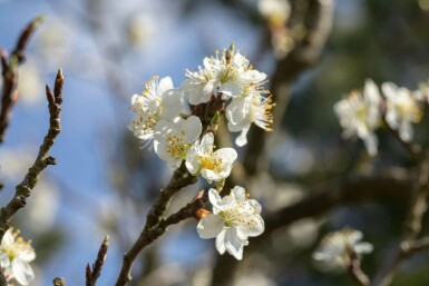 Prunus spinosa C3 80-100