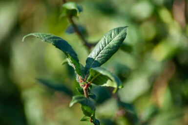 Prunus spinosa C3 80-100