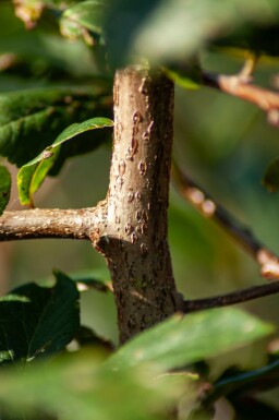 Prunus spinosa C3 80-100