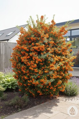 Pyracantha 'Red Cushion' buske 20-25 cm
