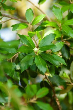 Stenek Quercus ilex buske 50-60 C2 Quercus ilex buske 50-60 cm