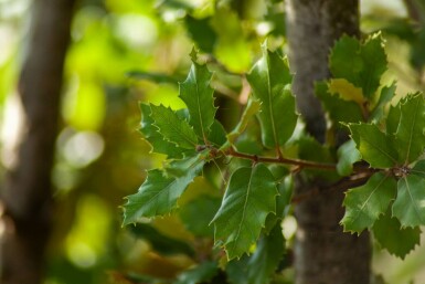 Quercus ilex C2 50-60