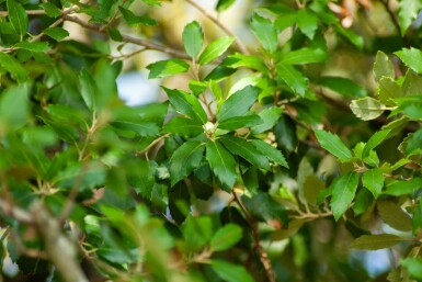 Quercus ilex C2 50-60