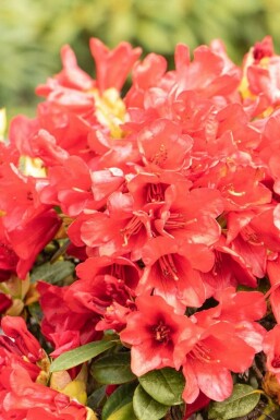 Rododendron Rhododendron 'Baden-Baden' buske Rhododendron 'Baden-Baden' buske
