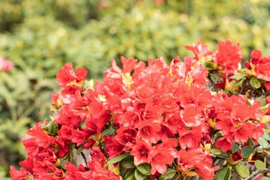 Rododendron Rhododendron 'Baden-Baden' buske Rhododendron 'Baden-Baden' buske