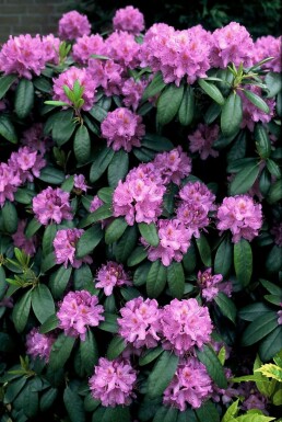 Rododendron Rhododendron 'Catawbiense grandiflorum' buske Rhododendron 'Catawbiense grandiflorum' buske