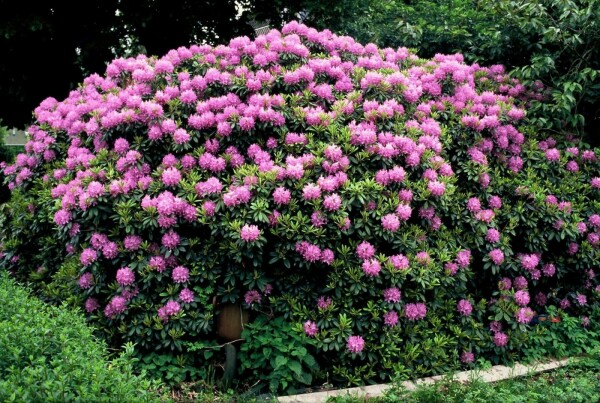 Rhododendron 'Catawbiense grandiflorum' buske