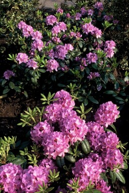Rhododendron 'Catawbiense grandiflorum' C5 45-55