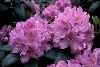Rhododendron 'Catawbiense grandiflorum' C5 45-55