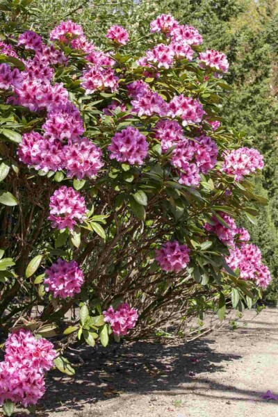 Rhododendron 'Cosmopolitan' C15 50-60