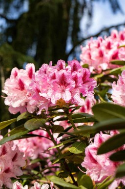 Rhododendron 'Cosmopolitan' C15 50-60