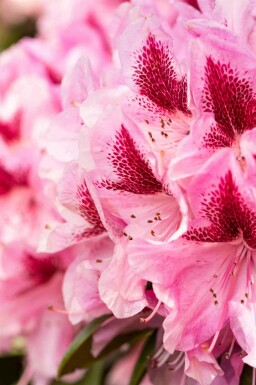 Rhododendron 'Cosmopolitan' C15 50-60