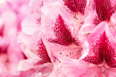 Rhododendron 'Cosmopolitan' C15 50-60