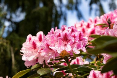 Rhododendron 'Cosmopolitan' C15 50-60