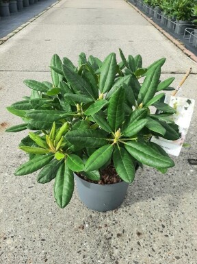 Rhododendron 'Cunningham's White' buske 40-50 cm