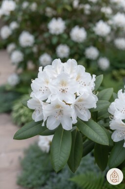 Rhododendron 'Cunningham's White' buske 45-55 cm