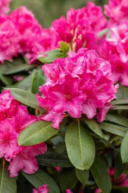 Rhododendron 'Germania' C5 40-50