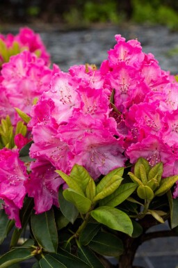 Rhododendron 'Germania' C5 40-50