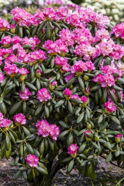 Rhododendron 'Germania' C10 40-50